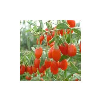 Lycium chinense 'Korean Big' - Goji bogyó Lycium chinense 'Korean Big' - Goji bogyó