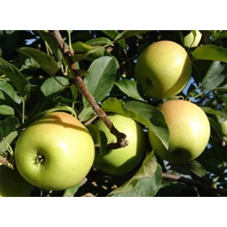 'Golden Reinders' almafa (konténeres)