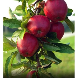 'Jonathan CSÁNY 1' alma (konténeres)