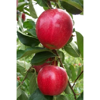 'Summerred' alma (konténeres)