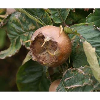 'Hollandi óriás' naspolya (konténeres) - BA29 alanyon (Mespilus germanica)