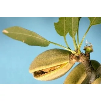 'Tétényi kedvenc' mandula - Extra méretű koros mandula