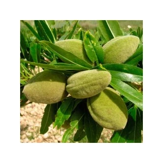 'Tétényi rekord' mandulafa - Extra méretű koros mandula