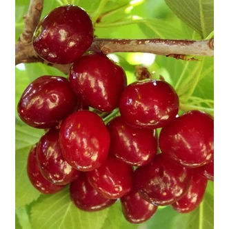 'Sunburst' cseresznyefa (öntermékeny, rezisztens) (Konténeres)