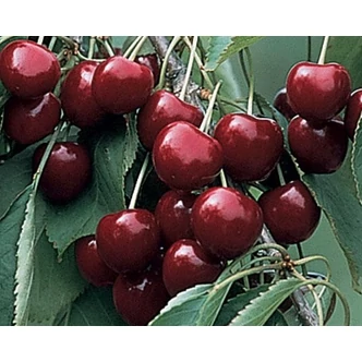 'Valerij Cskalov' cseresznye (Konténeres)