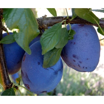 'Besztercei szilva' (syn.: 'Berzencei szilva, 'Bistrica', 'Hauszwetschge', 'Kék szilva', 'Quetsche d'Alsace') (konténeres)