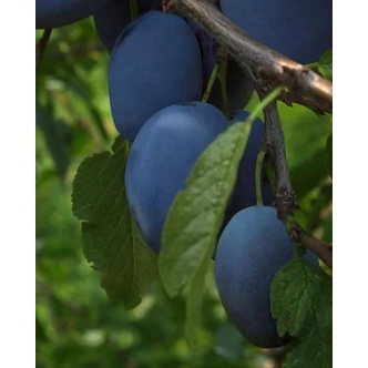 'Bluefre' szilva (konténeres) 'Bluefre' szilva (konténeres)