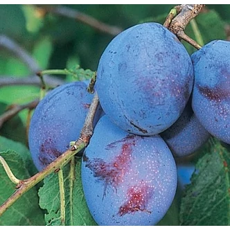 'Cacanska rana' (syn.:'Cacaks Early', 'Cacaks Frühe') szilvafa (konténeres) 'Cacanska rana' (syn.:'Cacaks Early', 'Cacaks Frühe') szilvafa (konténeres)