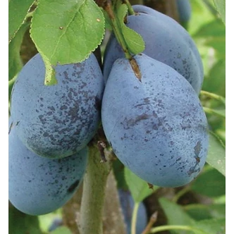 'Cacanska rodna' (syn.:'Cacaks Fruitful', 'Cacaks Fruchtbare') szilvafa (konténeres) 'Cacanska rodna' (syn.:'Cacaks Fruitful', 'Cacaks Fruchtbare') szilvafa (konténeres)