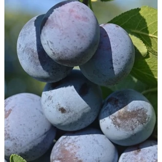 'Debreceni muskotály' szilva (konténeres) 'Debreceni muskotály' szilva (konténeres)