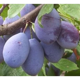 'Ruth Gerstetter' szilva (konténeres) 'Ruth Gerstetter' szilva (konténeres)