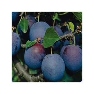 'Sermina' ringló szilvafa (syn.: 'Doktor szilva', 'Horemoritzi ringló', 'Korai barackszilva', 'Nápolyi szilva', 'Vörös nektarin') (konténeres) 'Sermina' ringló szilvafa (syn.: 'Doktor szilva', 'Horemoritzi ringló', 'Korai barackszilva', 'Nápolyi szilva', 'Vörös nektarin') (konténeres)