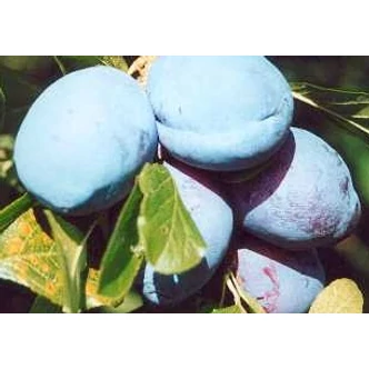 'Tuleu gras' szilvafa (konténeres) 'Tuleu gras' szilvafa (konténeres)