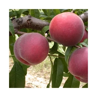 'Michelini' őszibarackfa - Extra méretű koros őszibarack