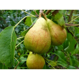 'Diel vajkörte' (konténeres)