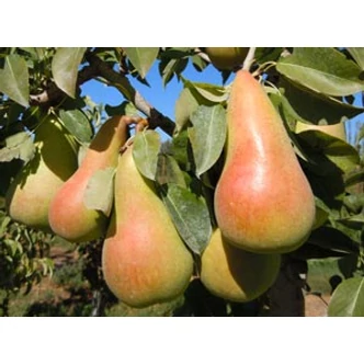 'Fétel apát' körte (konténeres)