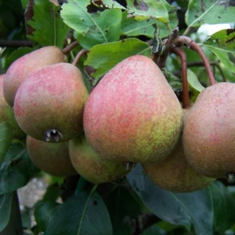 'Kornélia' körte (konténeres) 'Kornélia' körte (konténeres)