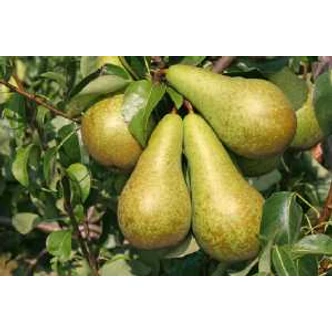 'Nyári Kálmán' körte (syn.: 'Kálmán körte', 'Szent Lőrinc körte', 'Budai körte', 'Torzsátlan körte', 'Buzdovány körte', 'Kármán körte', 'Király körte') (konténeres)