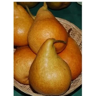 'Tongre' (syn.: 'Beurré Durondeau', 'Tongern', 'Poire de Tongres') körtefa (konténeres) 'Tongre' (syn.: 'Beurré Durondeau', 'Tongern', 'Poire de Tongres') körtefa (konténeres)