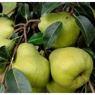 'Packham's Triumph' rezisztens körtefa (konténeres) 'Packham's Triumph' rezisztens körtefa (konténeres)