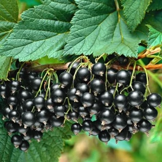 Ribes nigrum 'Fertődi 1' - Fekete ribizlili 
