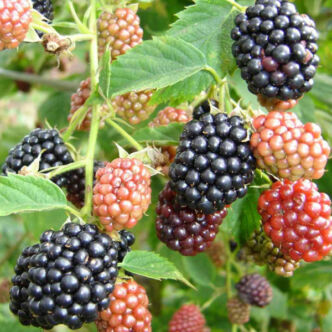 Rubus fruticosus 'Cacanska Bestrna' - Fekete szeder