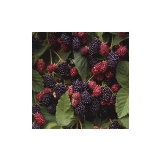 Rubus fruticosus 'Dirksen Thornless' (syn.: 'Dirksen') - Fekete szeder (tüskétlen)