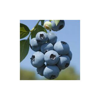 Vaccinium corymbosum 'Brigitta' (syn.: 'Brigitta Blue') - Magasbokrú kék áfonya