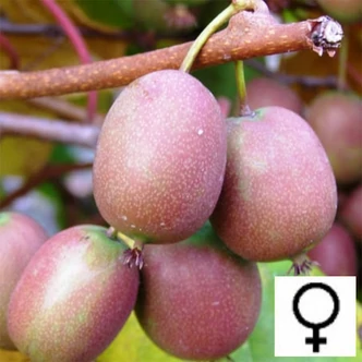 Actinidia arguta 'Ananasnaya' – Édes mini kivi (Termős)