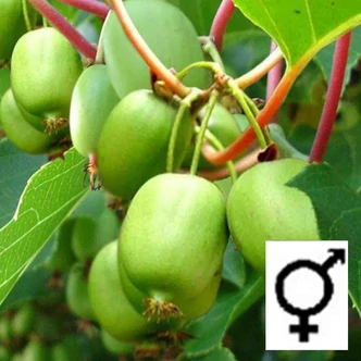 Actinidia arguta 'Issai' - Öntermékeny Kivi