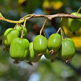 Actinidia arguta 'Kokuwa' – Kivi