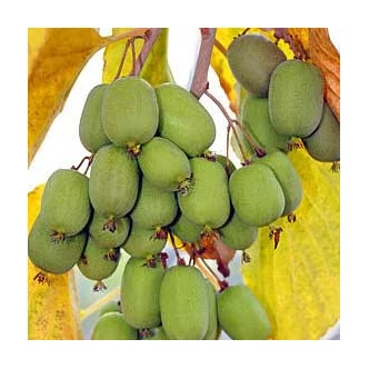 Actinidia arguta 'Lucy' – Kivi