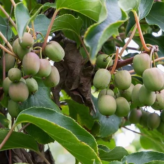 Actinidia arguta 'Weiki' - Termős kivi