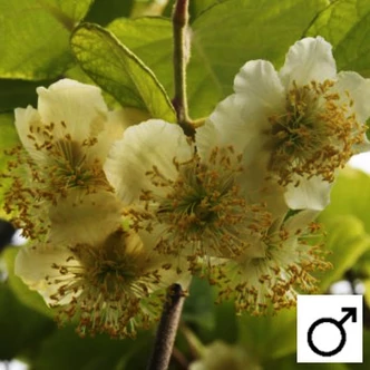 Actinidia deliciosa 'Atlas' - Porzós kivi Actinidia deliciosa 'Atlas' - Porzós kivi