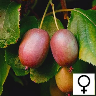 Actinidia 'Geneva' – Japán, mini termős kivi Actinidia 'Geneva' – Japán, mini termős kivi