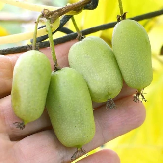 Actinidia 'Jumbo' – Termő kivi