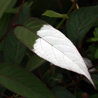 Actinidia pilosula – Dekoratív kivi