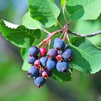 Amelanchier alnifolia 'Greatberry Fruity' – Mézalmácska