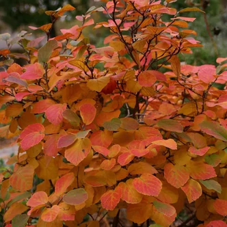 Aronia melanocarpa 'Autumn Magic' – Berkenye