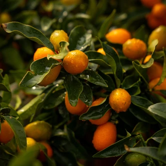 Citrus japonica – Kumquat