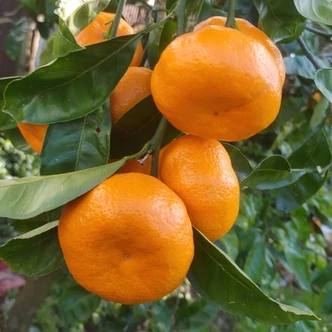 Citrus reticulata 'Mandarino' – Mandarinfa
