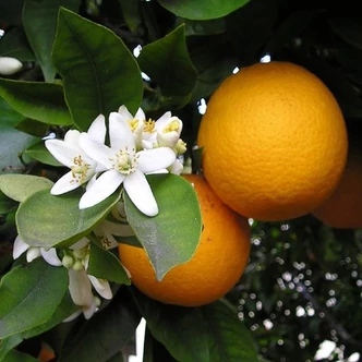 Citrus sinensis 'Navelina' – Narancsfa