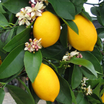 Citrus limon – Termő citrom