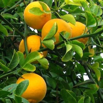 Citrus trifoliata – Vadcitrom