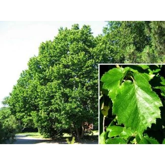 Corylus colurna - Törökmogyoró