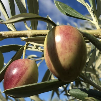Olea europea 'Ascolana' – Európai olajfa