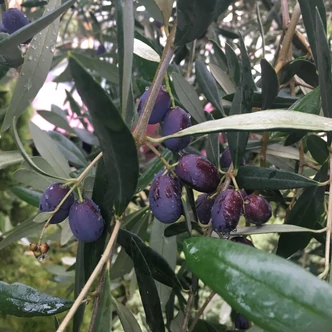 Olea europea 'Frantoio' (syn.: 'Bresa Fina', 'Comune', 'Corregiolo', 'Crognolo', 'Infrantoio', 'Laurino', 'Nostrato', 'Oliva Lunga', 'Pendaglio', 'Pigantello', 'Raggio', 'Raggiolo', 'Rajo', 'Razza', 'Solciaro', 'Stringona') – Európai olajfa (öntermékeny) Olea europea 'Frantoio' (syn.: 'Bresa Fina', 'Comune', 'Corregiolo', 'Crognolo', 'Infrantoio', 'Laurino', 'Nostrato', 'Oliva Lunga', 'Pendaglio', 'Pigantello', 'Raggio', 'Raggiolo', 'Rajo', 'Razza', 'Solciaro', 'Stringona') – Európai olajfa (öntermékeny)