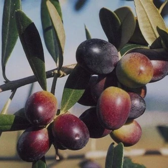 Olea europea 'Leccino' (syn.: 'Leccio', 'Leccino Cellececco 22', 'Leccino Ecotipo 2', 'Leccino 13', 'Pisa 5', 'Pisa 15', 'Premice', 'Silvestrone', 'Toscano', 'Verolana') - Európai olajfa Olea europea 'Leccino' (syn.: 'Leccio', 'Leccino Cellececco 22', 'Leccino Ecotipo 2', 'Leccino 13', 'Pisa 5', 'Pisa 15', 'Premice', 'Silvestrone', 'Toscano', 'Verolana') - Európai olajfa