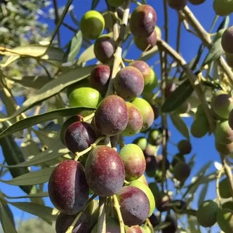 Olea europea 'Moraiolo' – Európai olajfa Olea europea 'Moraiolo' – Európai olajfa