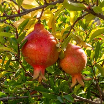 Punica granatum 'Crimson Sky' – Gránátalma (termős) Punica granatum 'Crimson Sky' – Gránátalma (termős)